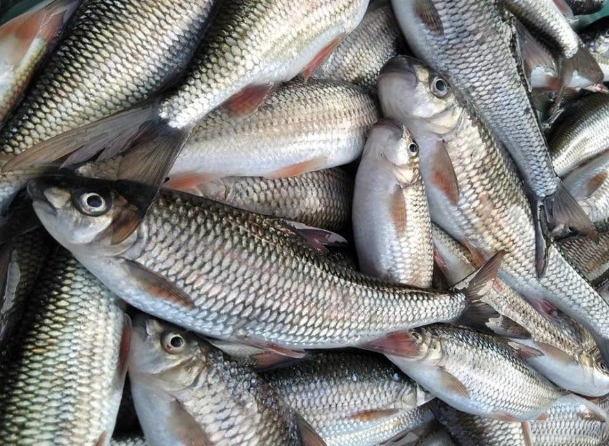 Những loài cá là “đặc sản bạc triệu” tại Việt Nam, được săn lùng, luôn cháy hàng - 3