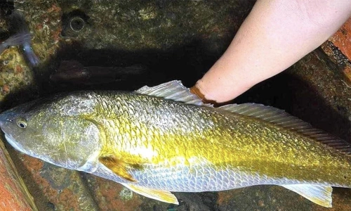 Những loài cá là “đặc sản bạc triệu” tại Việt Nam, được săn lùng, luôn cháy hàng - 1