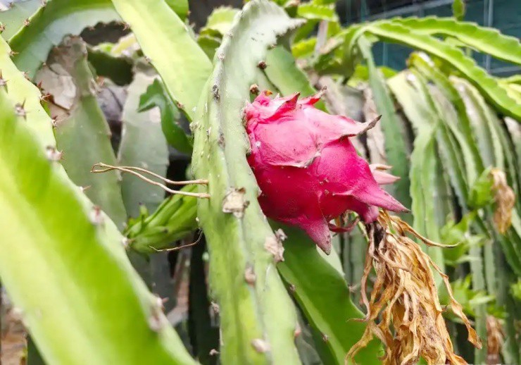 Từ thu ve chai sang làm nông dân, mỗi năm nhẹ nhàng kiếm vài tỷ - 2