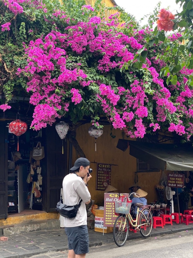 Nhiều người ví hoa giấy là “đặc sản” của Hội An, bởi ít nơi nào trong cả nước lại trồng hoa giấy nhiều, đẹp và hài hòa đến vậy. Ảnh Bùi Huy Khang