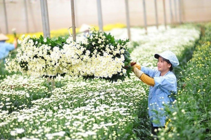 Xuất khẩu hoa cúc tăng mạnh. Ảnh minh họa: IT.