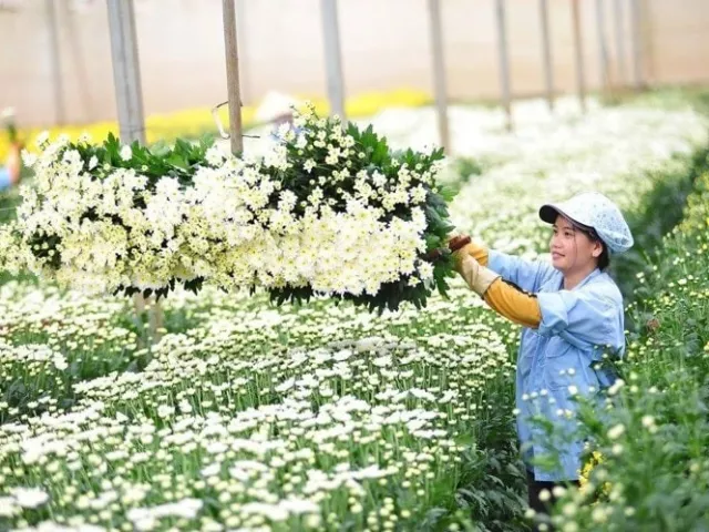 Lá tre bỗng dưng đắt khách, loài hoa dân dã trở thành “ngôi sao“