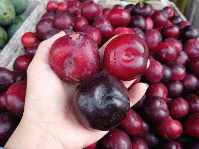 Mận Cherry Trung Quốc giá “siêu rẻ“
