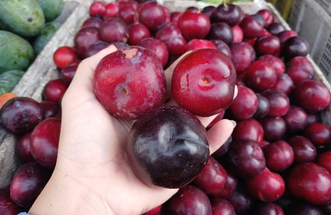 Mận cherry được bán tại sạp trái cây ở chợ Phạm Văn Hai, phường Tân Sơn Hòa (TP HCM). Ảnh: Thi Hà