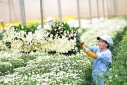 Lá tre bỗng dưng đắt khách, loài hoa dân dã trở thành ' ngôi sao '