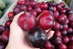 Mận Cherry Trung Quốc giá  ' siêu rẻ ' 