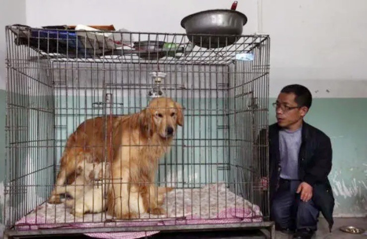 Vét sạch tài sản để nuôi chó, nay thành “đại gia” kiếm tiền tỷ/năm - 2