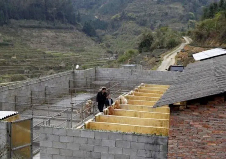Vét sạch tài sản để nuôi chó, nay thành “đại gia” kiếm tiền tỷ/năm - 5