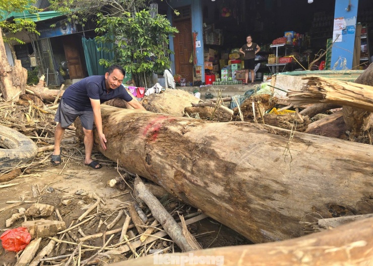 Nhiều cây gỗ có đường kính lớn phải 2 người ôm mới xuể.