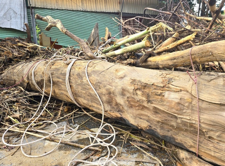 Hàng loạt cây gỗ khủng kẹt lại trên đường sau lũ - 7