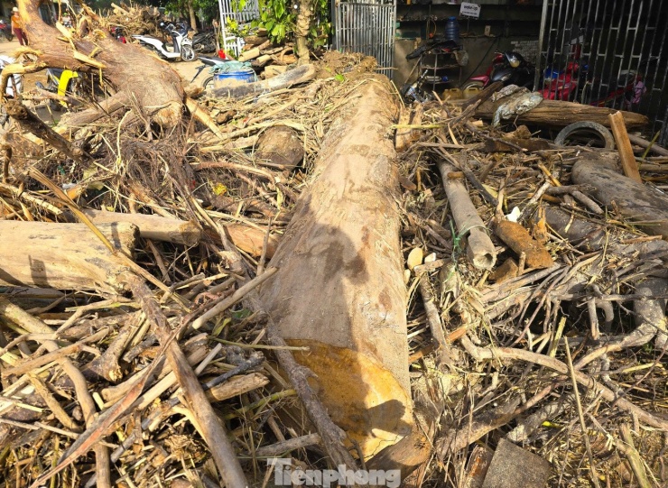 Hàng loạt cây gỗ khủng kẹt lại trên đường sau lũ - 6