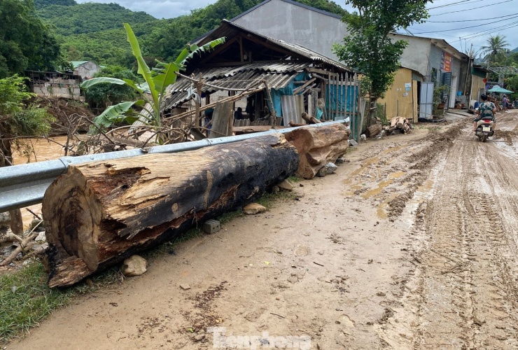 Hàng loạt cây gỗ khủng kẹt lại trên đường sau lũ - 17
