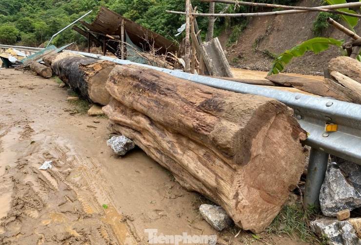 Dọc tuyến đường vào xã Mường Típ, nhiều cây gỗ khủng được người dân kê gọn 2 bên đường để sau này sử dụng.