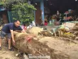 Hàng loạt cây gỗ khủng kẹt lại trên đường sau lũ
