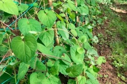 Rễ cây dại hoá  " mỏ vàng " , đào về bán 700.000 đồng/kg khách tranh nhau mua