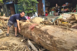 Hàng loạt cây gỗ khủng kẹt lại trên đường sau lũ