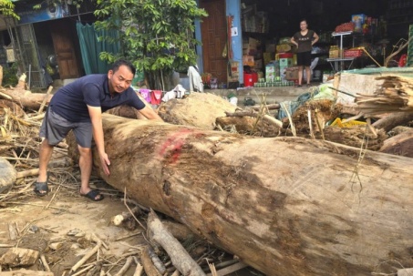 Hàng loạt cây gỗ khủng kẹt lại trên đường sau lũ