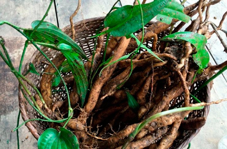 Vào mùa đông khi lá úa vàng hoặc đầu xuân khi lá chưa mọc lại, người ta thu hoạch bằng cách đào sâu để lấy cả củ.
