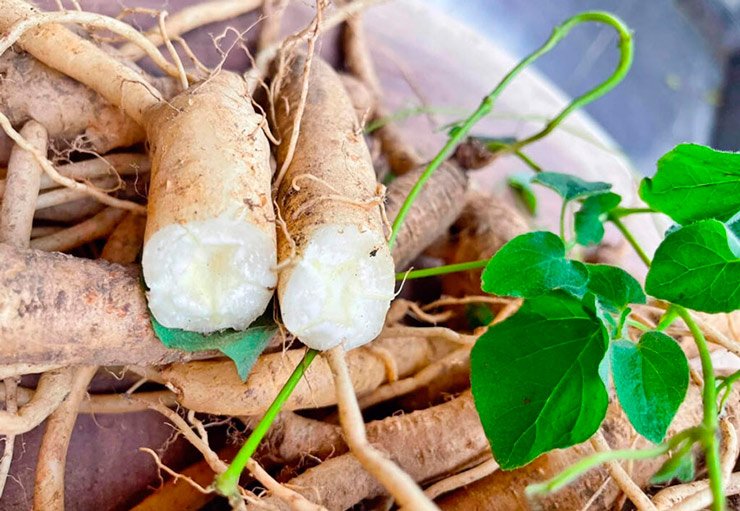 Trước đây, chỉ có những người đi rừng mới biết đến đảng sâm. Họ thường nhổ rễ mang về ngâm rượu, hầm gà, hầm xương hoặc nấu canh bồi bổ sức khỏe.&nbsp;

