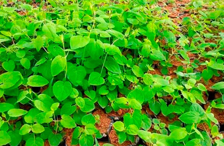 Củ đảng sâm không chỉ có hương vị ngọt bùi mà còn được ghi nhận là có nhiều công dụng tốt trong Đông y.
