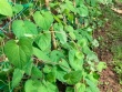Rễ cây dại hoá "mỏ vàng", đào về bán 700.000 đồng/kg khách tranh nhau mua