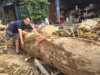 Hàng loạt cây gỗ khủng kẹt lại trên đường sau lũ