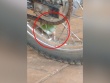 Clip: Cười nghiêng ngả với chú vẹt "nghịch dại" làm xì hơi bánh xe máy