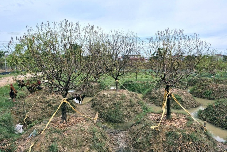 Các gốc đào bị chết vì ngập nước, lá rũ rượi. Ảnh: Lê Dương
