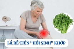 Tin tức sức khỏe - Loại cây mọc hoang đầy vườn nhưng là “khắc tinh” của bệnh xương khớp