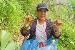 Lộc rừng từ trên cây bay xuống đất, dân thi nhau đi nhặt về bán với giá 600 nghìn đồng/kg