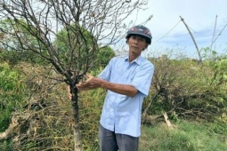 Đào cảnh ở Thanh Hóa chết rũ vì ngập lụt, dân khóc ròng với 250 gốc khách gửi chăm sóc
