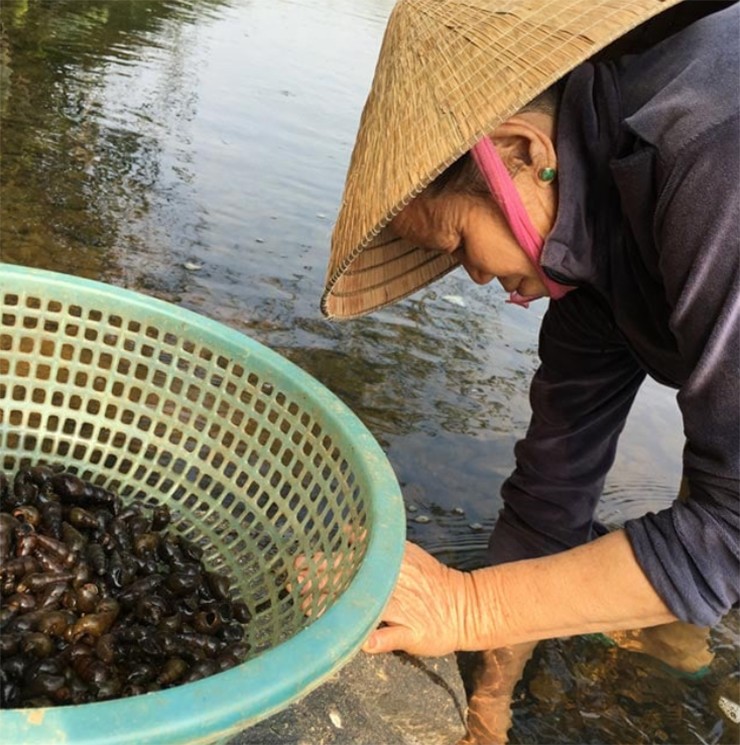 Khe đá, bụi cây rậm thích nghi cho loài ốc đá trú ẩn.
