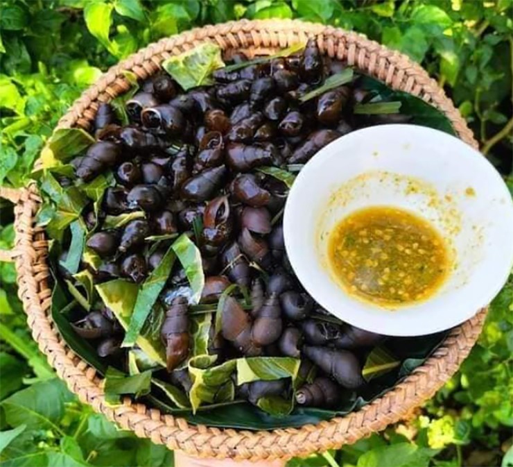 Mùa ốc đá kéo dài từ tháng 5 đến tháng 7 hằng năm.
