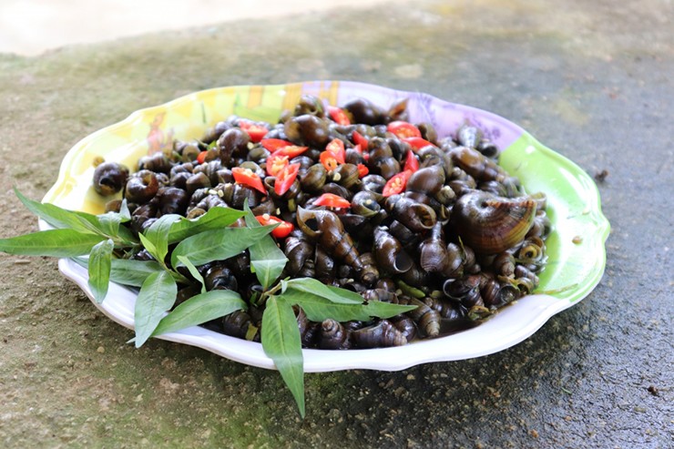 Trước khi chế biến, ốc được ngâm nước suối hoặc nước vo gạo, kèm vài lát ớt để chúng nhả sạch cặn bẩn.

