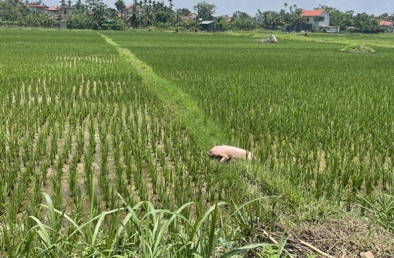 Con lợn bị bệnh nhưng vẫn còn sống bị thả ra cánh đồng lúa gần nhà chị Hồng ở quê.