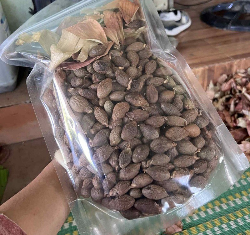 Quả ươi sau khi nhặt về sẽ được loại bỏ cánh, phơi khô và bán. (Ảnh: Nguyễn Thương)