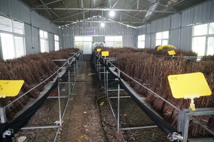 Mất trắng 7 tỷ, thế chấp 2 căn nhà, cặp vợ chồng 7X quyết săn "mỏ vàng biết bay” - 3
