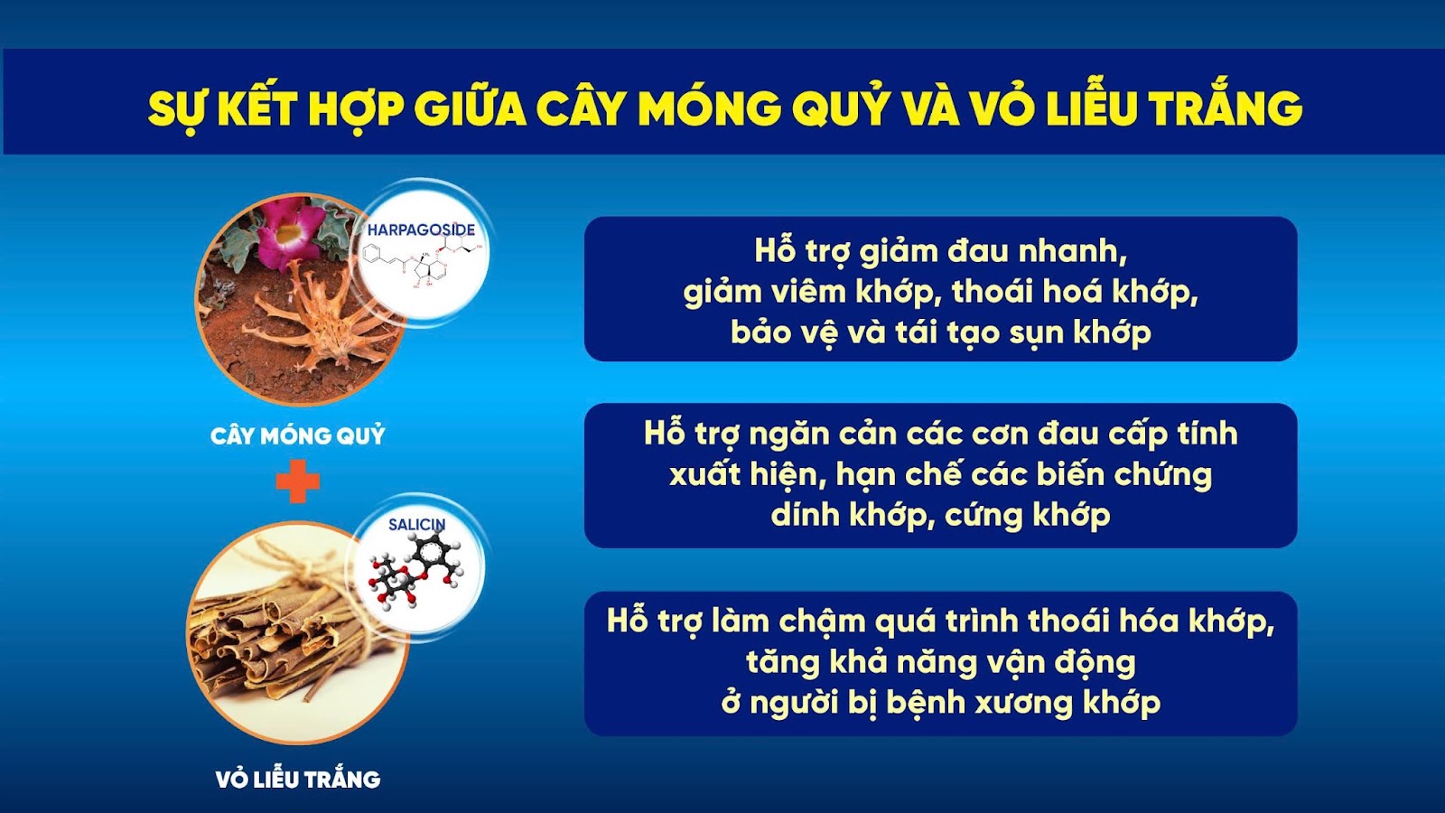 Loại cây mọc hoang đầy vườn nhưng là “khắc tinh” của bệnh xương khớp - 3