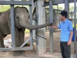 Được cứu lên từ giếng sâu, voi con quyết theo ân nhân, không về với mẹ