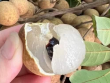 Loại quả đang vào mùa, rẻ bèo, bán đầy chợ Việt, ai cũng thích ăn vì ngon còn chống mất ngủ, bồi bổ cơ thể