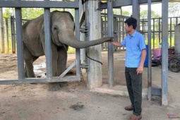 Được cứu lên từ giếng sâu, voi con quyết theo ân nhân, không về với mẹ