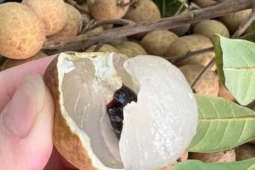 Loại quả đang vào mùa, rẻ bèo, bán đầy chợ Việt, ai cũng thích ăn vì ngon còn chống mất ngủ, bồi bổ cơ thể