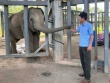 Được cứu lên từ giếng sâu, voi con quyết theo ân nhân, không về với mẹ