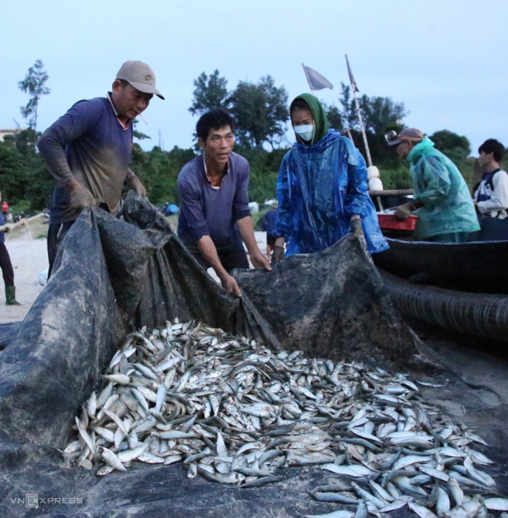Ngư dân Quảng Trị trúng cá trích - 5