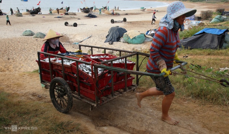 Ngư dân Quảng Trị trúng cá trích - 8