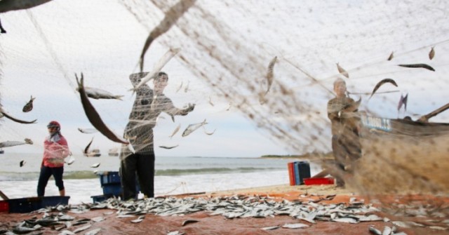 Ngư dân Quảng Trị trúng cá trích