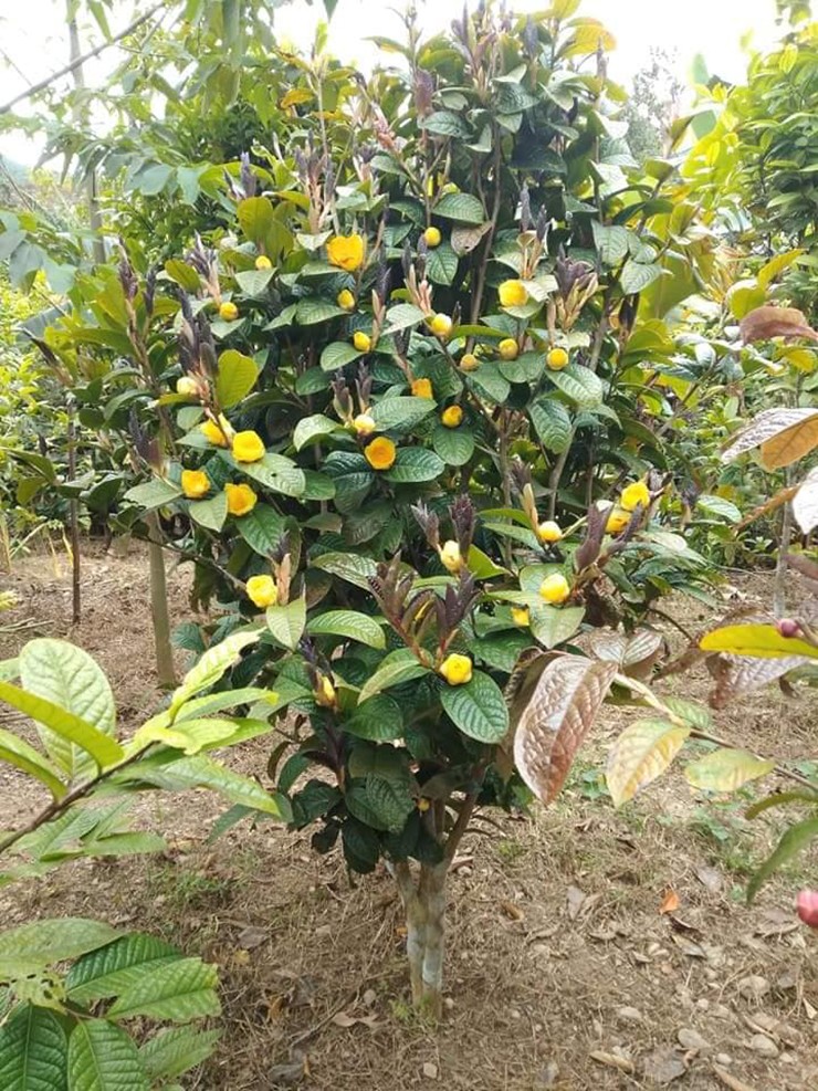 Cây có thể trồng tầng dưới ở các đai rừng phòng hộ, trồng làm cây cảnh hay làm trà uống.
