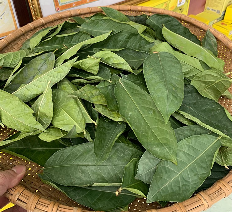 Không chỉ bán hoa của cây trà hoa vàng, nhiều người còn bán cả lá của loại cây này với giá đắt đỏ. Mỗi kg lá được sấy khô cũng có giá lên đến 1,2 triệu đồng/kg.
