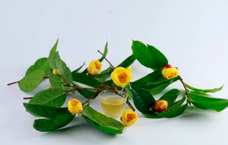 Theo kinh nghiệm của người dân địa phương, muốn hoa có chất lượng tốt nhất thì phải thu hoạch hoa lúc nụ chưa nở. Nếu để hoa nở thì chim, ong, bướm có thể ăn khiến cho hoa bị thâm.
