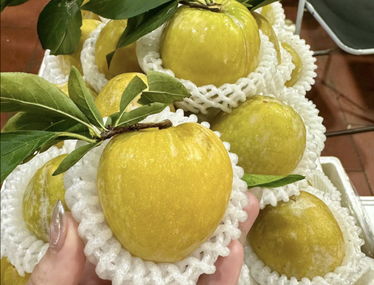 Mận cau từ mức giá đắt đỏ bậc nhất thị trường, nay rớt giá thành hàng bình dân. Ảnh: NVCC